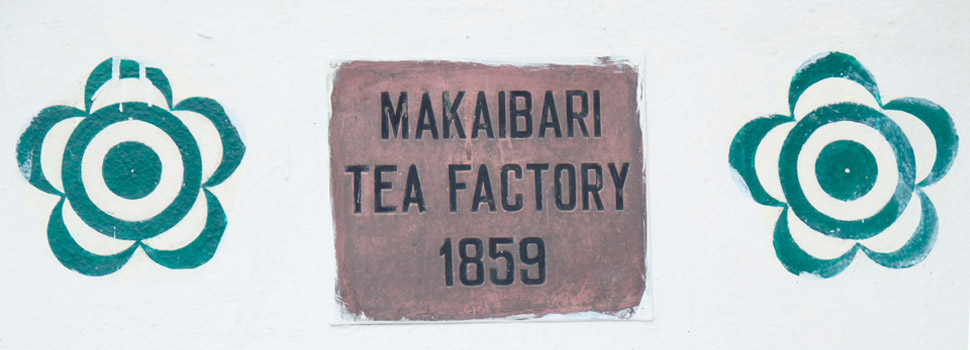 darjeeling Makaibari first flush black tea